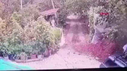 Düzce'de aç kalan kurt köye indi, bahçedeki köpeği saniyeler içinde böyle kaptı