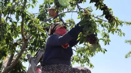 Elazığ'da 7 bin dekar alanda kiraz hasadı devam ediyor