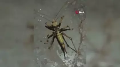 Elazığ’da et yiyen dev çekirge görenleri şaşırttı