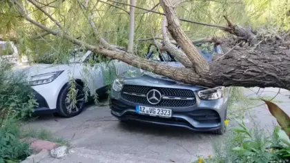 Elazığ’da fırtınanın etkisiyle ağaç araçların üzerine devrildi