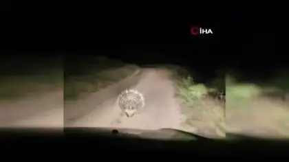 Elazığ’da nesli tükenme tehlkesi altındaki oklu kirpi görüntülendi