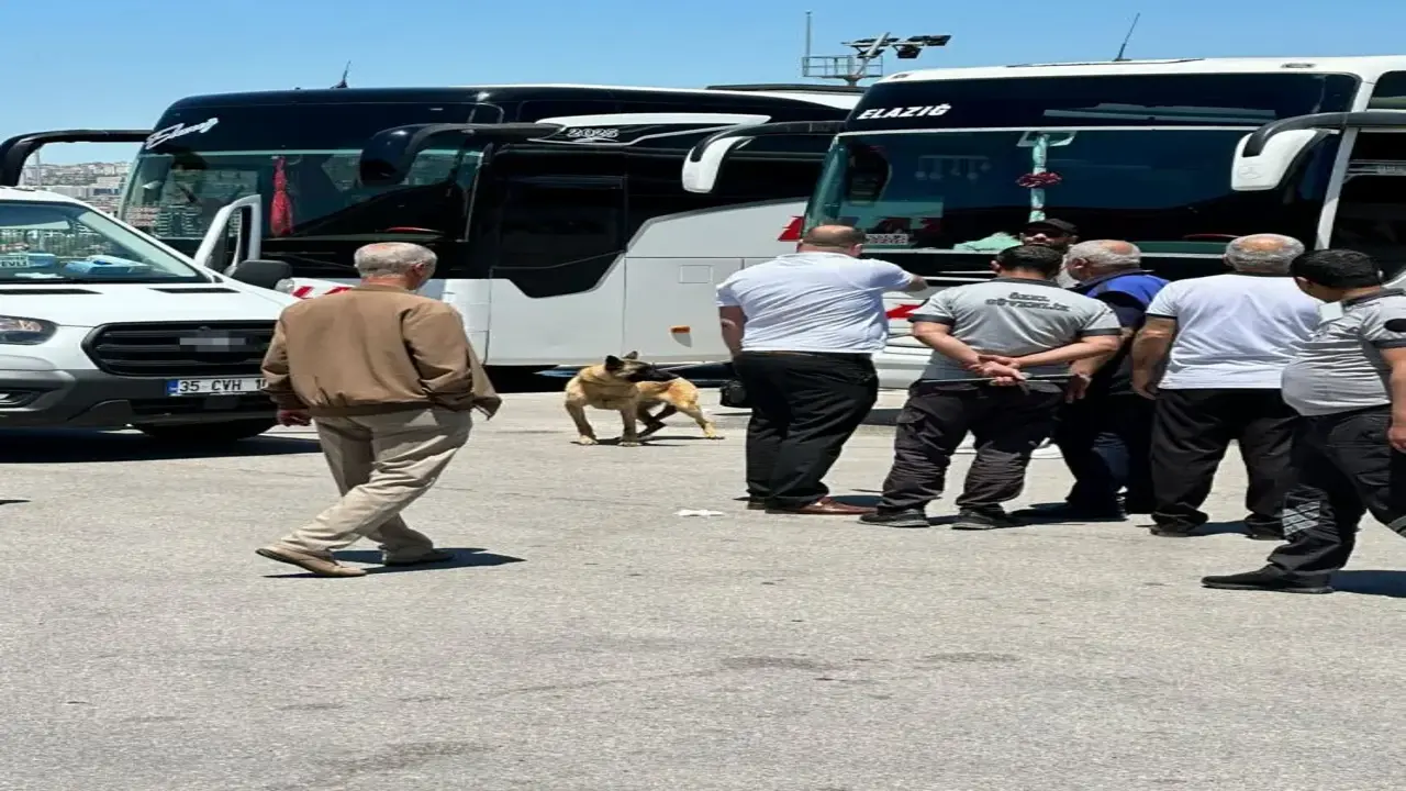 Elazığ'da terminalde dehşet anları: Kurt cinsi köpek kadına saldırdı
