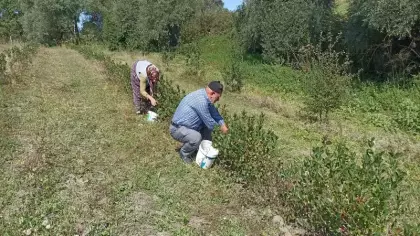 Emekli olup toprağa döndüler: Devlet desteğiyle diktiler! Şimdi hasat zamanı!