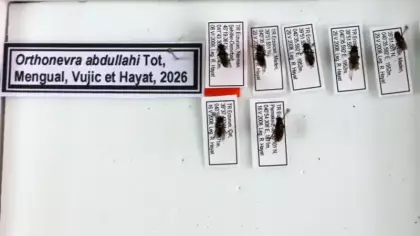 Erzurum’da yeni bir tür keşfedildi: Profesör ölen oğlunun adını verdi