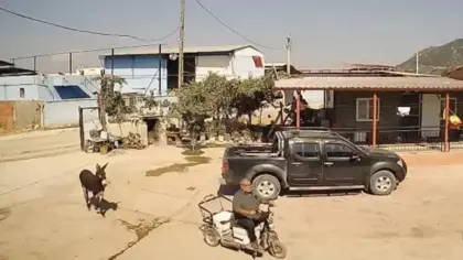 Eşek muhtara hayatının şokunu yaşattı: 5 yerinden ısırdı