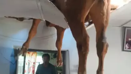 Evin çatısına düşen boğa, delinen tavanda asılı kaldı