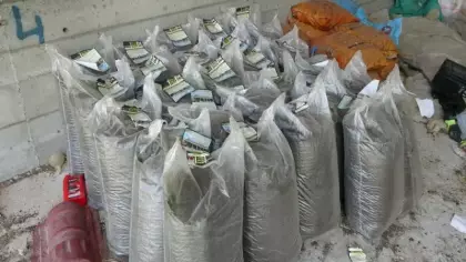 Evinin bahçesinde servet kapısı açtı: Yılda 6 tonluk doğal mucize!