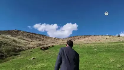 Fenomen çoban 18 yıl sonra yine koyunları çağırdı!  O anlar viral oldu