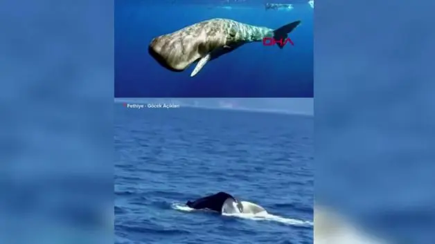 Fethiye açıklarında ispermeçet balinası görüntülendi