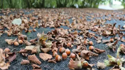 Fındık hasadında yeni yöntem! 10 günlük iş birkaç güne indi: Maliyet yüzde 70 azalıyor