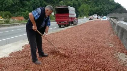 Fındık üreticisi serbest piyasadan çekilip TMO’ya yöneldi