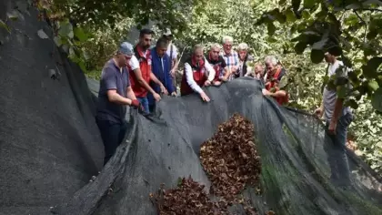 Fındık üreticisine büyük kolaylık! Hasat maliyetini yüzde 80 düşürüyor!