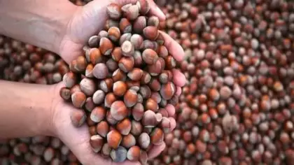 Fındıkta kritik süreç başladı! 130 bin üreticinin gözü bu sonuçta: 400 noktada inceleme