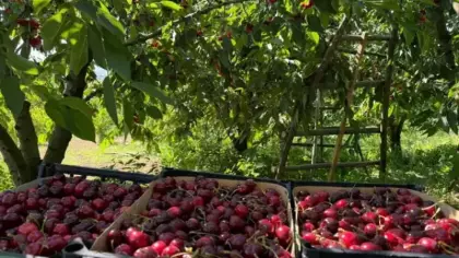 Fiyatlar geçen yıla göre düştü! Hasat başladı