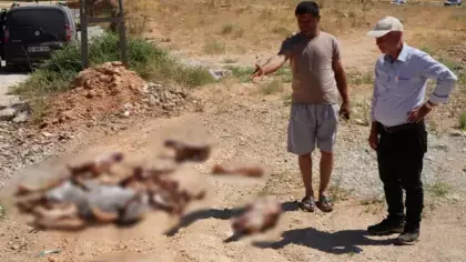 Gaziantep'te yol kenarına bırakılan at kafatası ve kemikleri hayrete düşürdü