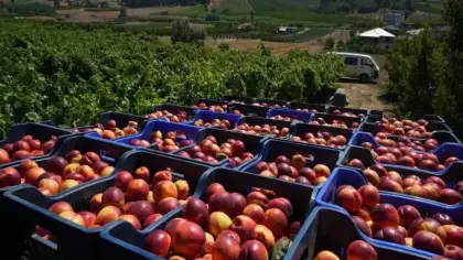 Geçen yıl 70 liraydı, şimdi 20 lira! Rekolte çok ama randıman yok