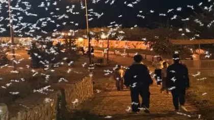Gökyüzünü bir anda kapladı! 'Ölüm dansı' başladı, yarım saat sonra ölüyorlar!
