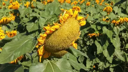 Gümüşhane'de ayçiçeği bereketi: 200 dönümden 60 ton rekolte bekleniyor!