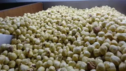 Hasadı tamamlandı, paketleme başladı: Yüzde 200 kazandırıyor!