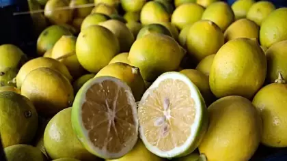 Hasat başladı: Dalında 5 TL, markette 100 TL!