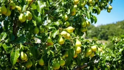 Hasat başladı, kilosu 120 lira! Dalından direkt sofraya gidecek
