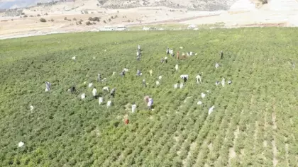 Hasat başladı! Tarlada kilosu 200 liraya çıktı, 30 bin ton üretim bekleniyor