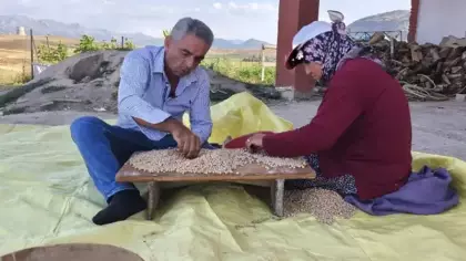 Hasat yapan çiftçinin yüzü güldü: Kilosu 100 liradan satılıyor