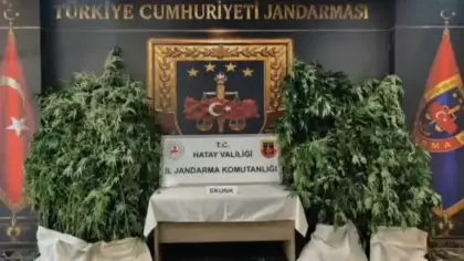 Hatay'da 371 kök kenevir ele geçirildi
