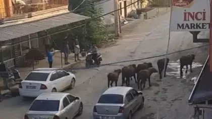 Hatay'da yola inen başıboş mandalar trafiği durma noktasına getirdi