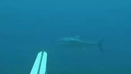 Hayalindeki balığı zıpkınla vurdu: 1 metre 82 santimlik orkinosu böyle avladılar