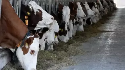 Hayvan varlığı haziran ayında arttı