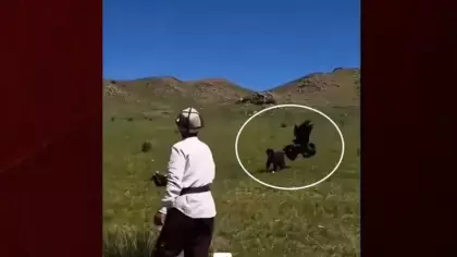 Hedefini şaşıran kaya kartalı köpeği avlamak istedi