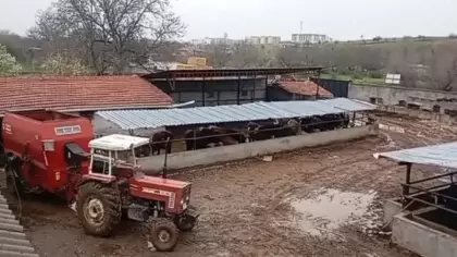 Hem koyunları çaldı hem de aramasına yardım etti! Akıllara durgunluk veren olay