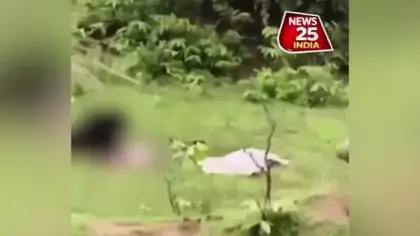 Hindistan'da ayı dehşeti! 2 kişiyi öldürdü