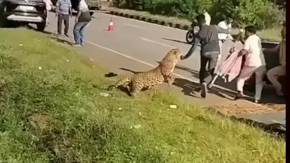Hindistan'da yaralı leopar kendisine yardım etmek isteyenlere saldırdı