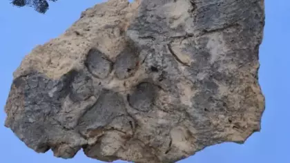 Höyük'te 4 bin yıllık pati izi bulundu