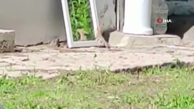 İbibik kuşu kendi silüetiyle ölümüne kapıştı