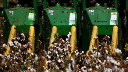 İlk hasat başladı, kilosu 40 liraya çıktı! Üreticinin yüzü güldü