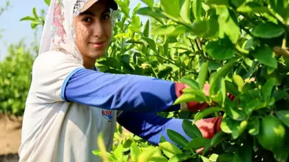 İlk ürünler dalından koparıldı: Kilosu 6-12 lira: Çiftçiyi sevindirecek