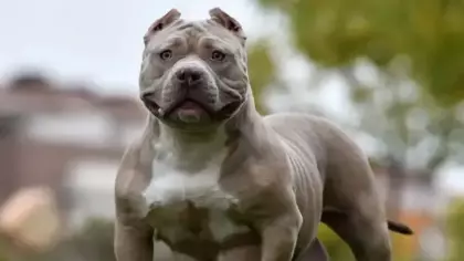 İngiltere'de yeni köpek yasası: Çocuklarla yalnız bırakmak yasak