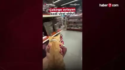 İş yerine giren dev çekirgeyi kedisine avlattı! O anlar sosyal medyayı salladı