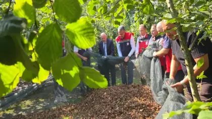 İşçilik maliyetini yüzde 70 düşüren yöntem! 60 işçi yerine 15 kişiyle hasat başladı