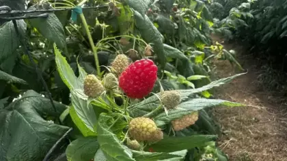 Isparta'da yeni gelir kapısı oldu! Ahududu üretimi 50 dekarlık alana yayıldı