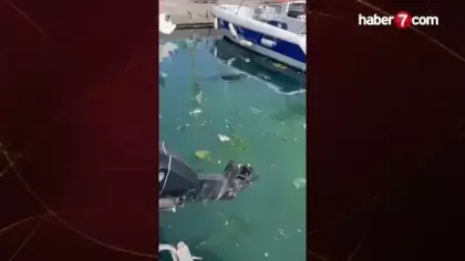 İstanbul'da limanda sıkışan yavru yunus balığı kurtarıldı