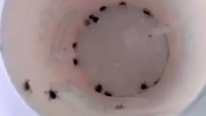İstanbul'un bir ilçesinde kene istilası