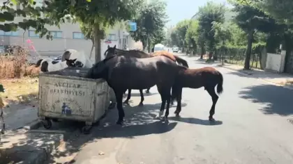 İstanbul'un göbeğinde şaşırtan manzara! Cadde ortasında sürü halinde geziyorlar!