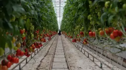 İzmir Dikili’de dev sera hamlesi! Yıllık 80 bin ton üretim, 3 bin 500 kişiye istihdam