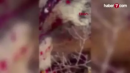 İzmir'de balkonda uyuyan yaşlı adama saldırıp öldüren ayı vuruldu