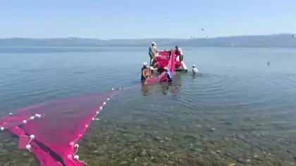 İznik Gölü'nde gümüş balığı mesaisi başladı: Hedef Amerika'ya 400 ton ihracat