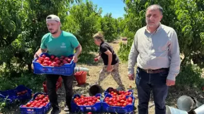 İznikli nektarin üreticisinden fiyat tepkisi